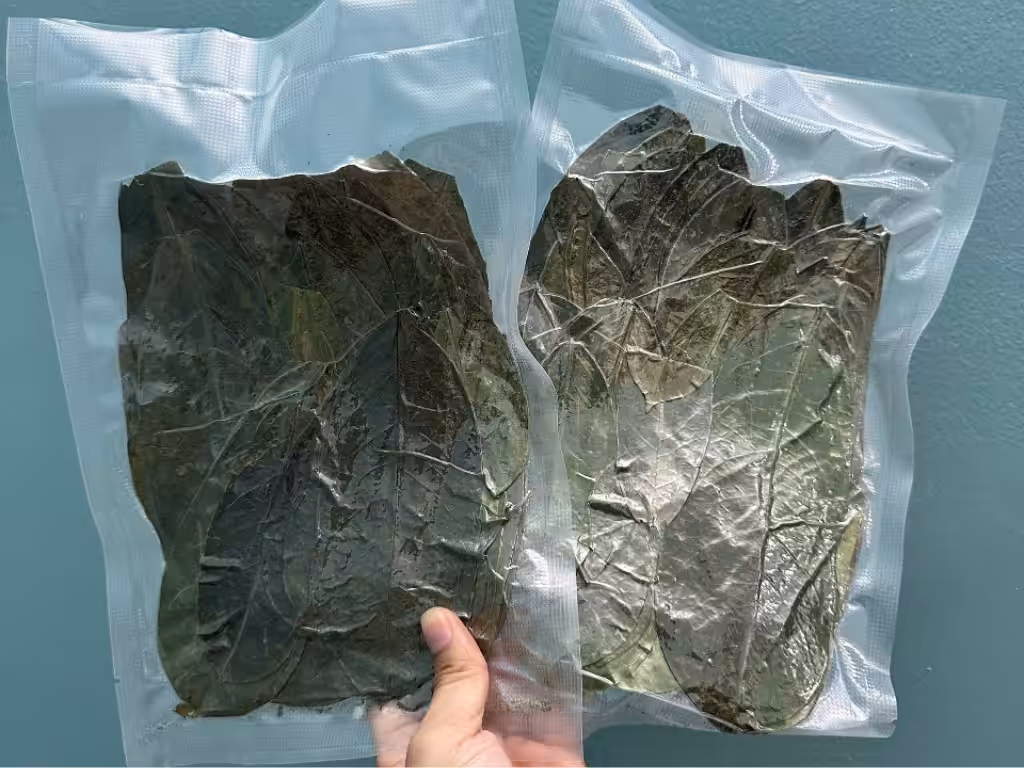 soursoap leaves